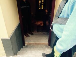 Stěhování Pizza panve 34